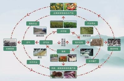什么才是真正的有机农业